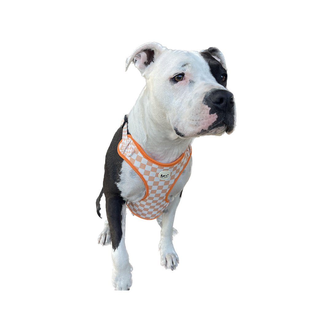 Check Me Out Peach - Adjustable Harness